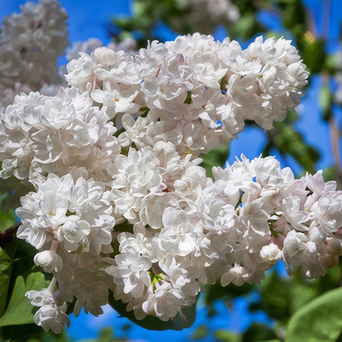 Lilac Cora Brandt 16 - Garden Express Australia