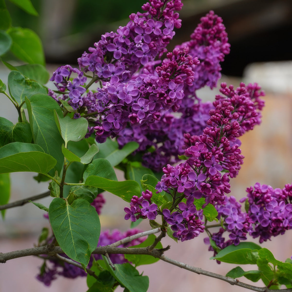 Lilac Missimo Trelilmis - Garden Express Australia