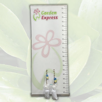Lilac Primrose Trelilpri Size - Garden Express Australia
