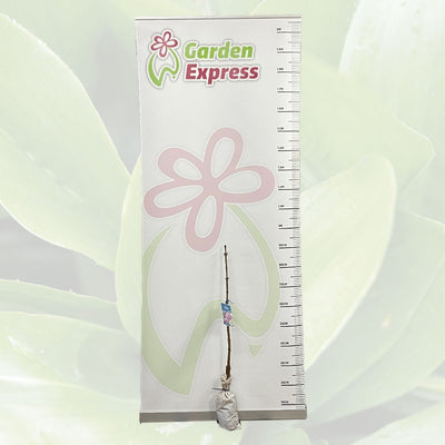 Lilac Sensation Trelilsen Size - Garden Express Australia
