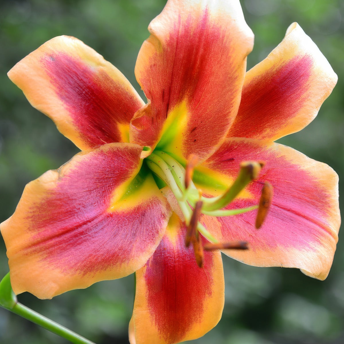 Lilium Avalon Sunset Pklilasu - Garden Express Australia