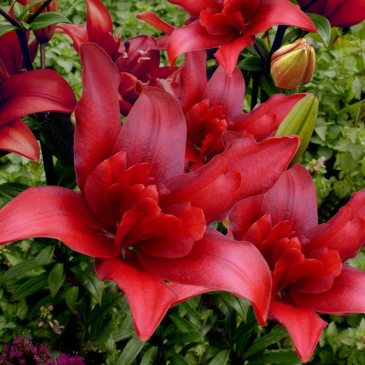 Lilium Bald Eagle Pklilbea - Garden Express Australia