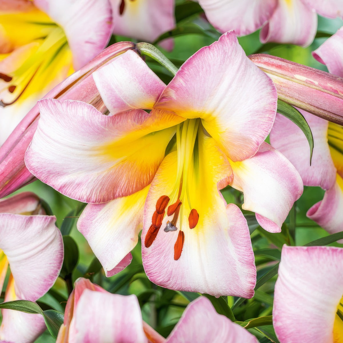 Lilium Beijing Moon 2024 Pklilbmo - Garden Express Australia