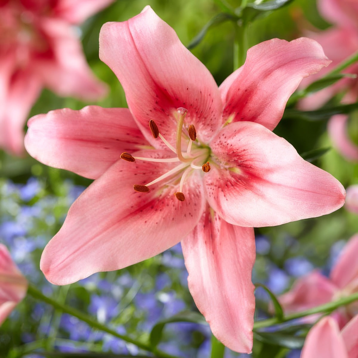 Lilium Child In Time Pklilcit - Garden Express Australia