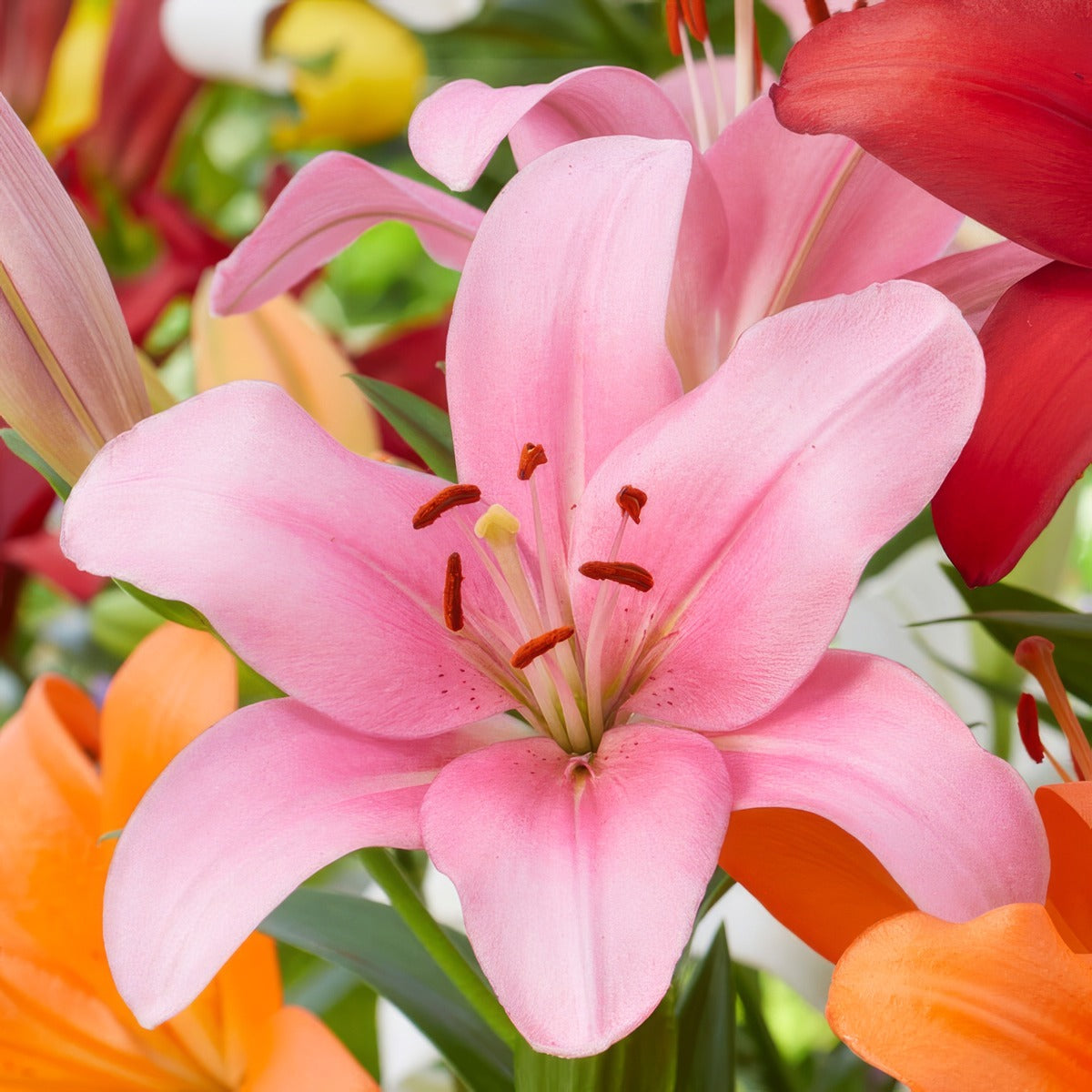Lilium Dam Square Pklildsq 2025 - Garden Express Australia