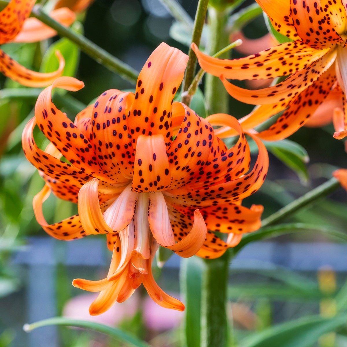 Lilium Double Tiger 2024 Pklildti - Garden Express Australia