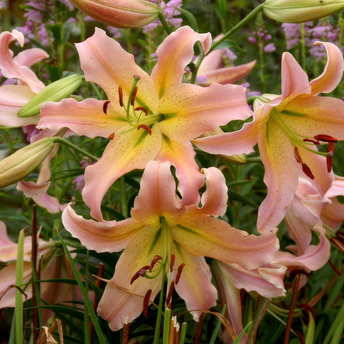 Lilium Elusive 2 Pklilelu - Garden Express Australia