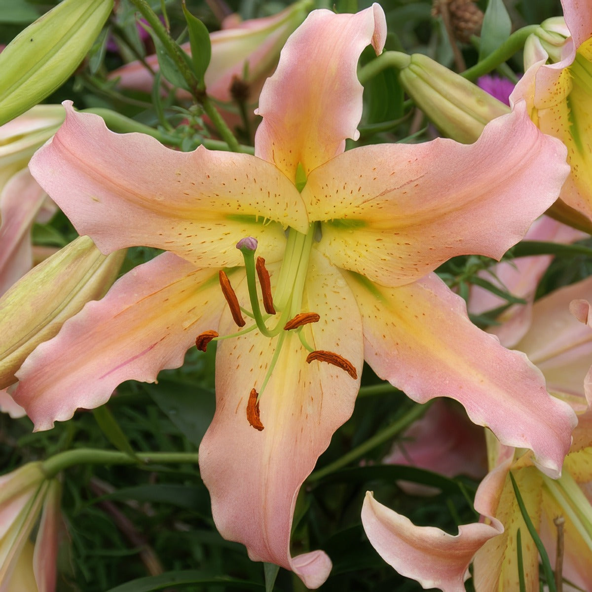 Lilium Elusive Pklilelu - Garden Express Australia