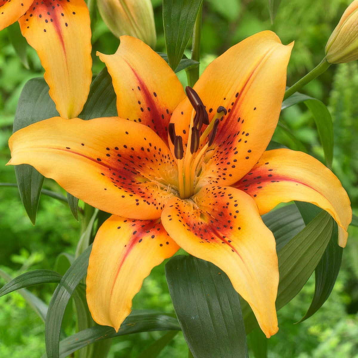 Lilium Hotel California Pklilhca - Garden Express Australia