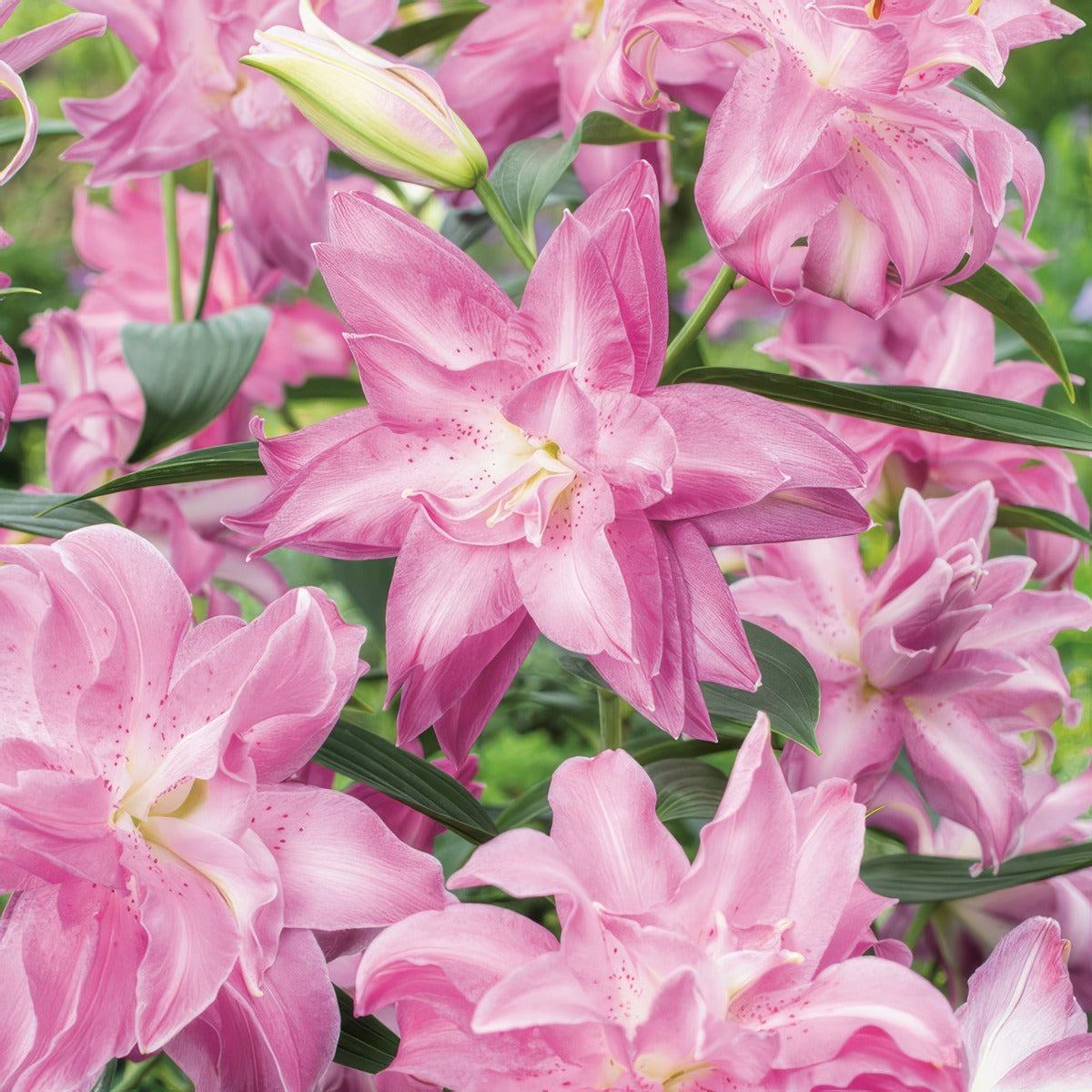 Lilium Lotus Dream Pklilldr - Garden Express Australia
