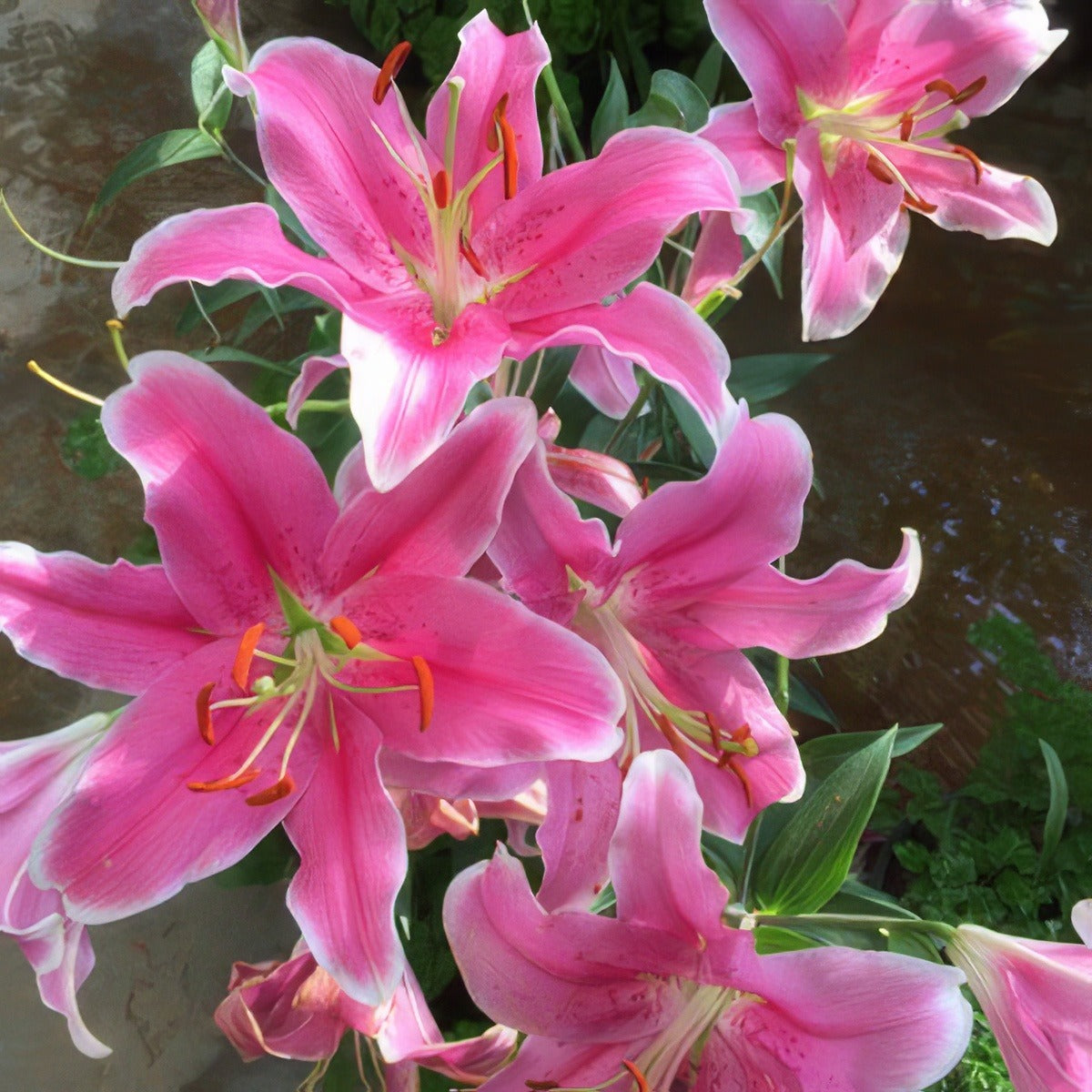 Lilium Marlon 16 - Garden Express Australia