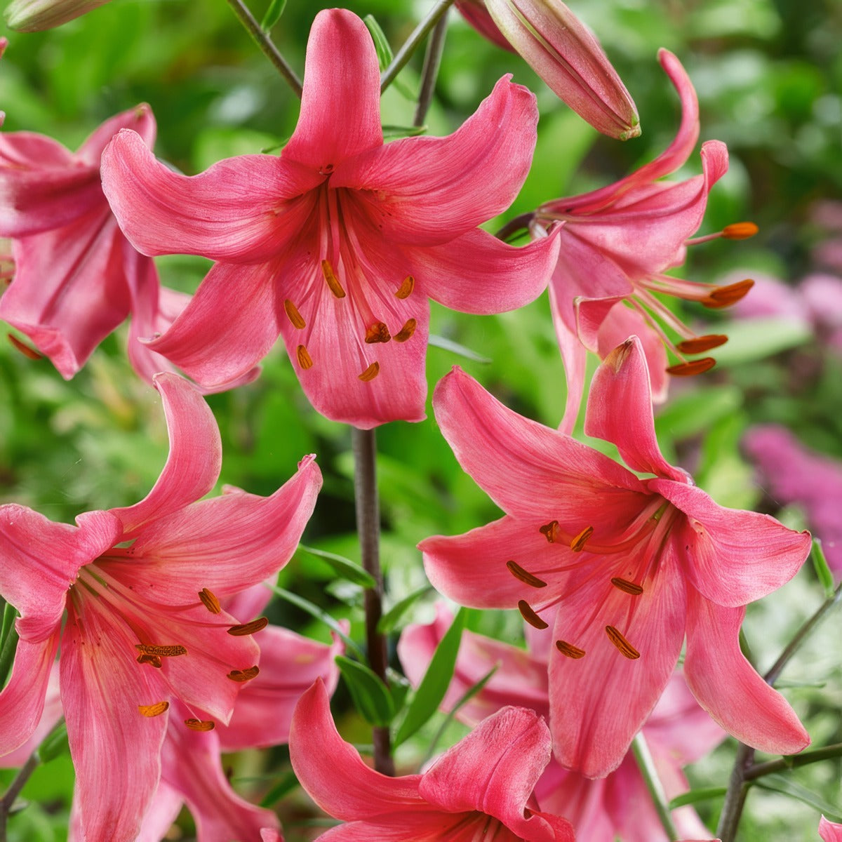 Lilium Pink Flight Pklilpft - Garden Express Australia