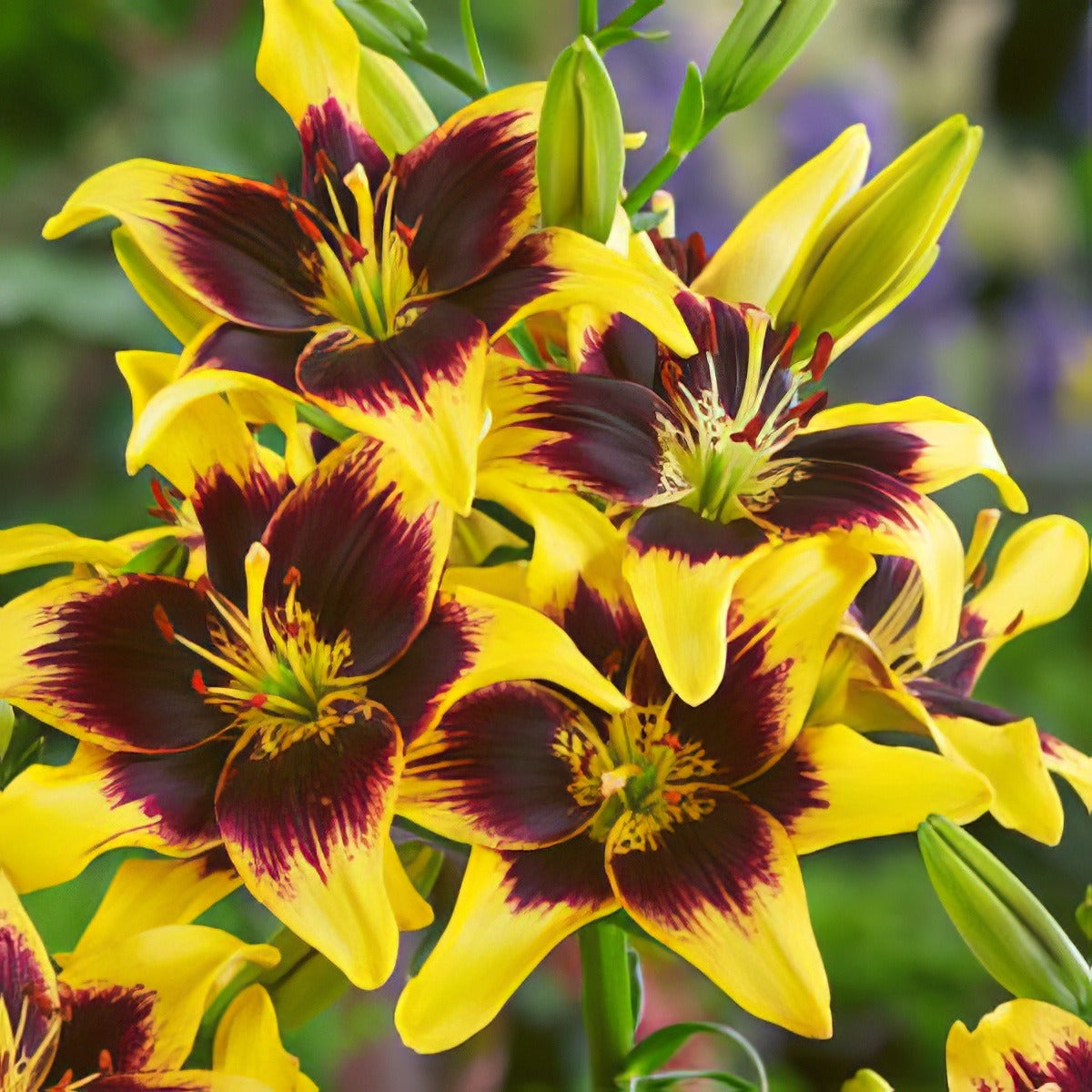 Lilium Tango Pieton Pklilpie - Garden Express Australia