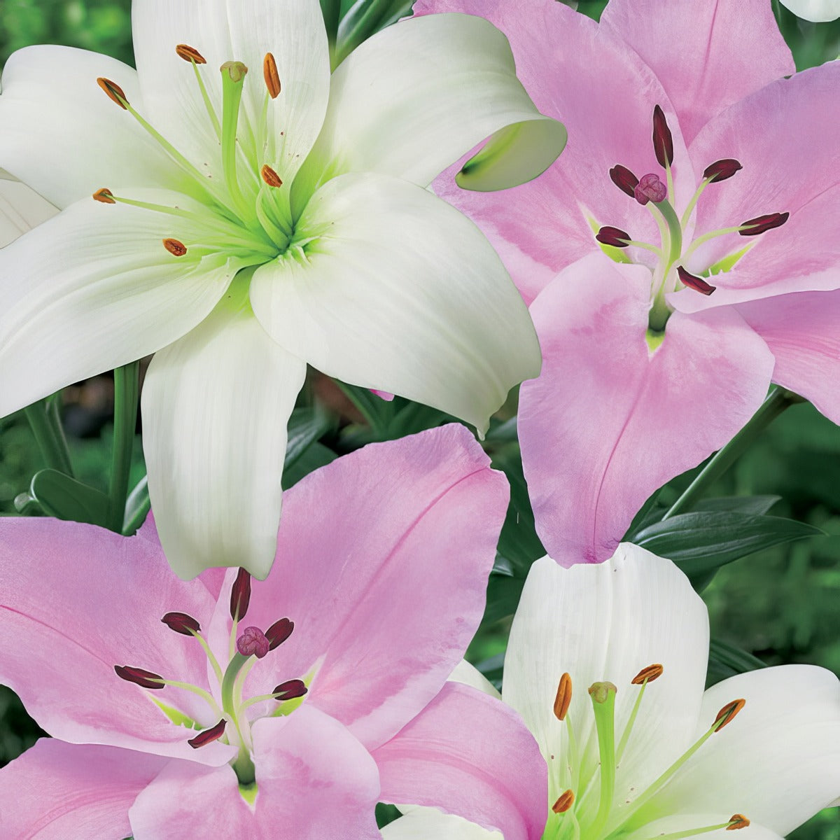 Lilium Pink White Blend Pklilpwh - Garden Express Australia