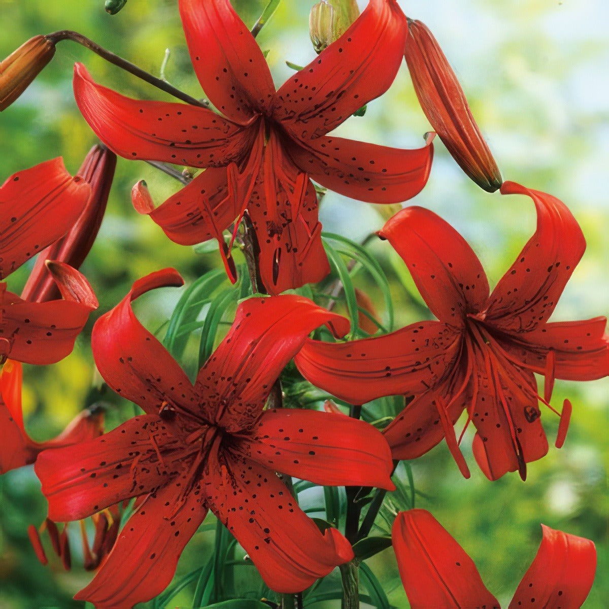 Lilium Red Velvet Pklilrve - Garden Express Australia