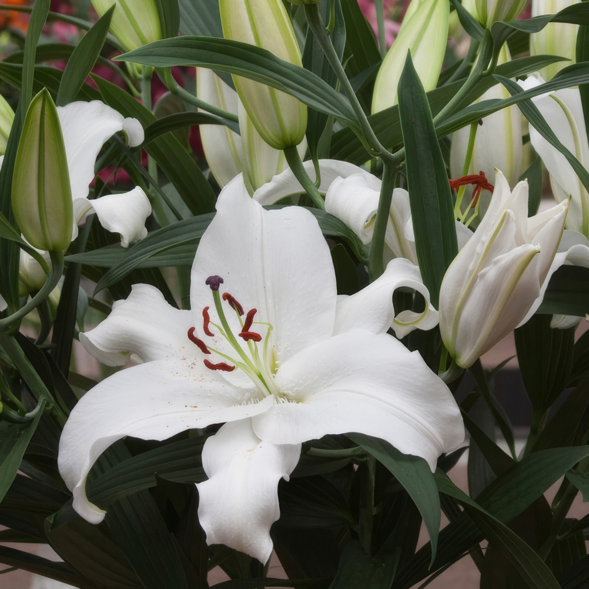 Lilium Santander Pklilsan - Garden Express Australia
