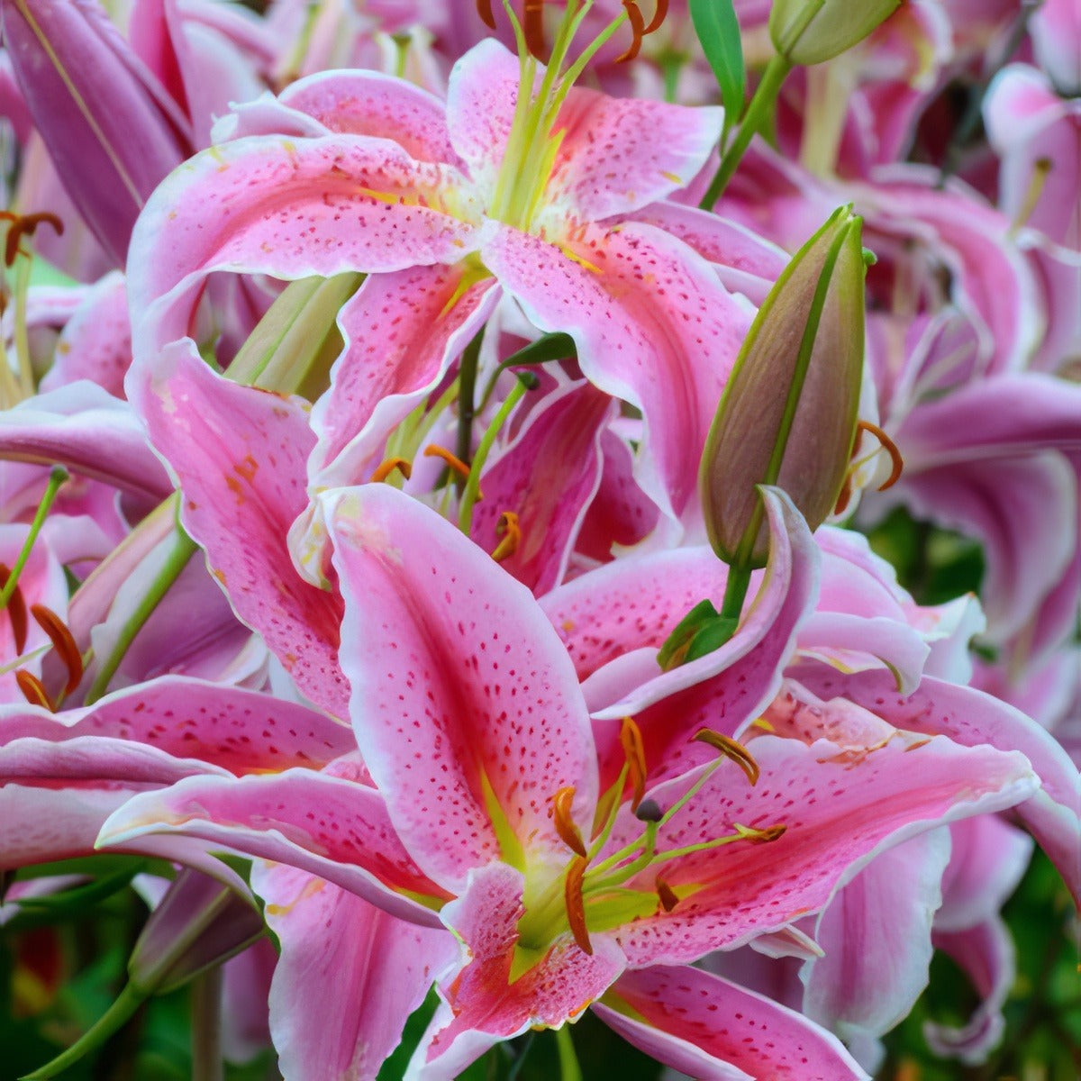 Lilium Sorbonne 16 - Garden Express Australia