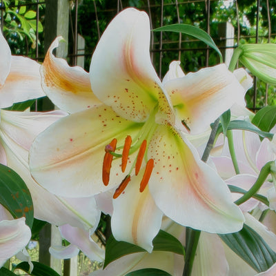 Lilium Salmon Party 2 Pklilspa - Garden Express Australia