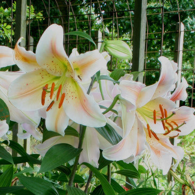 Lilium Salmon Party Pklilspa - Garden Express Australia