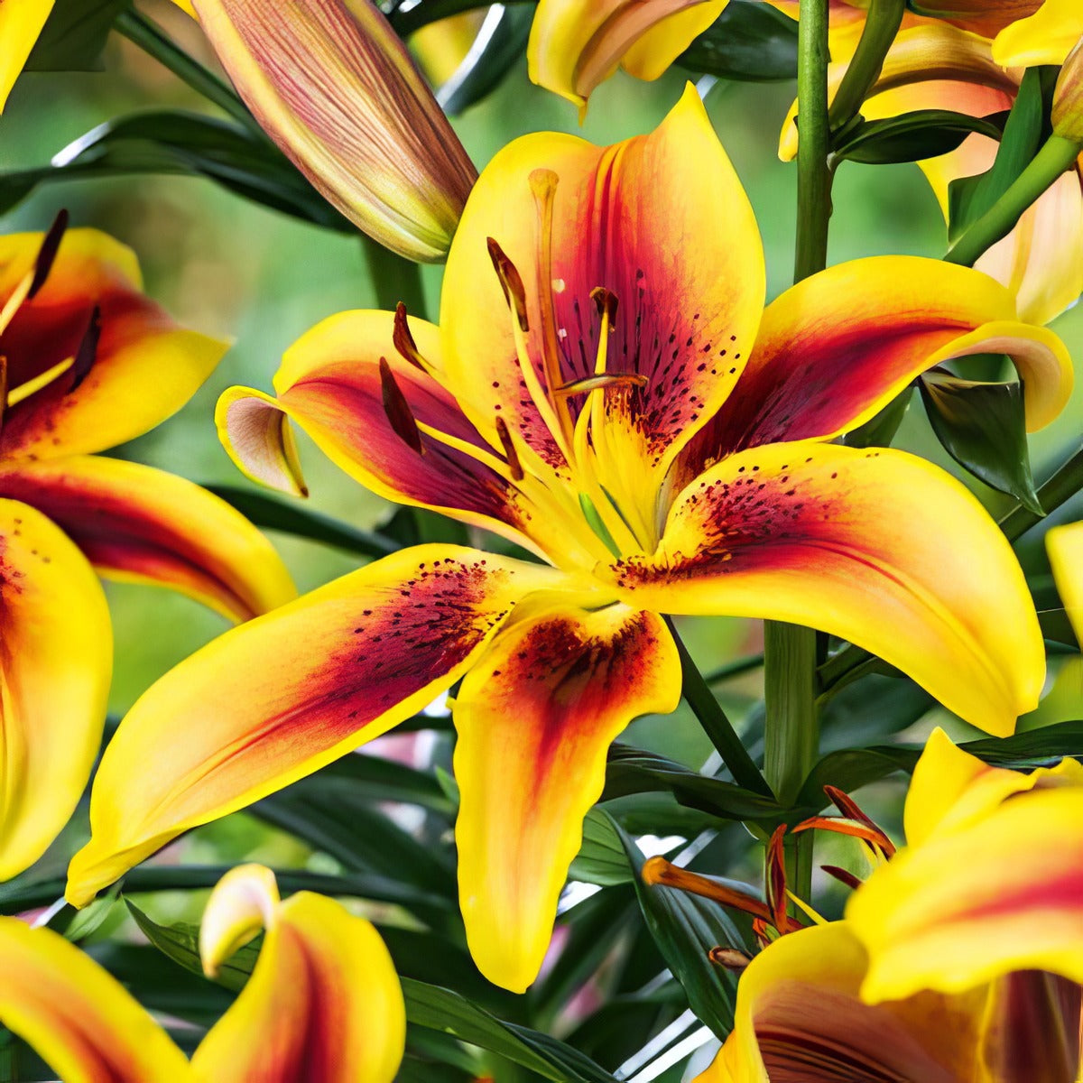 Lilium Viva La Vida Pklilvlv - Garden Express Australia