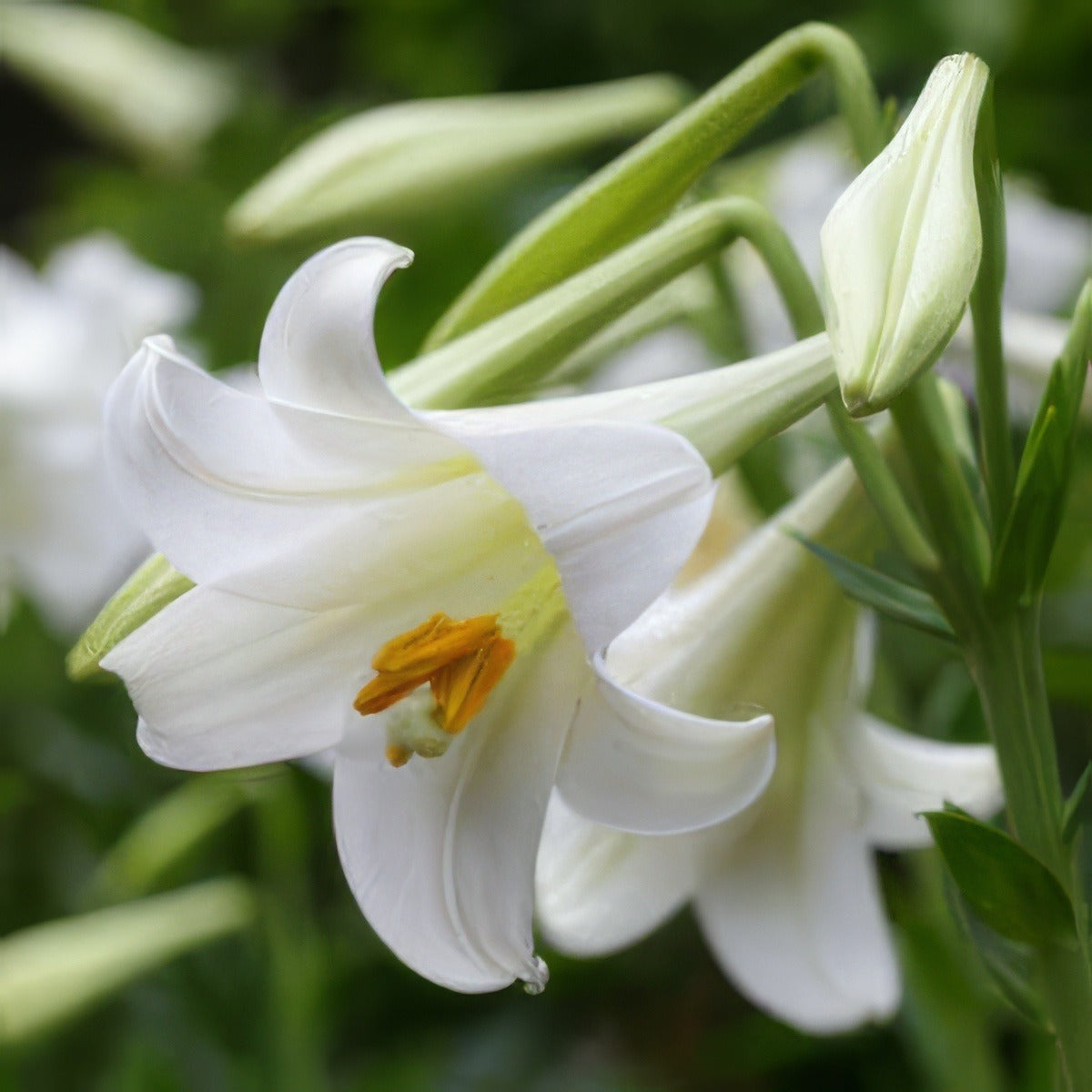 Lilium Vuvuzela Pklilvuv 300x300 - Garden Express Australia