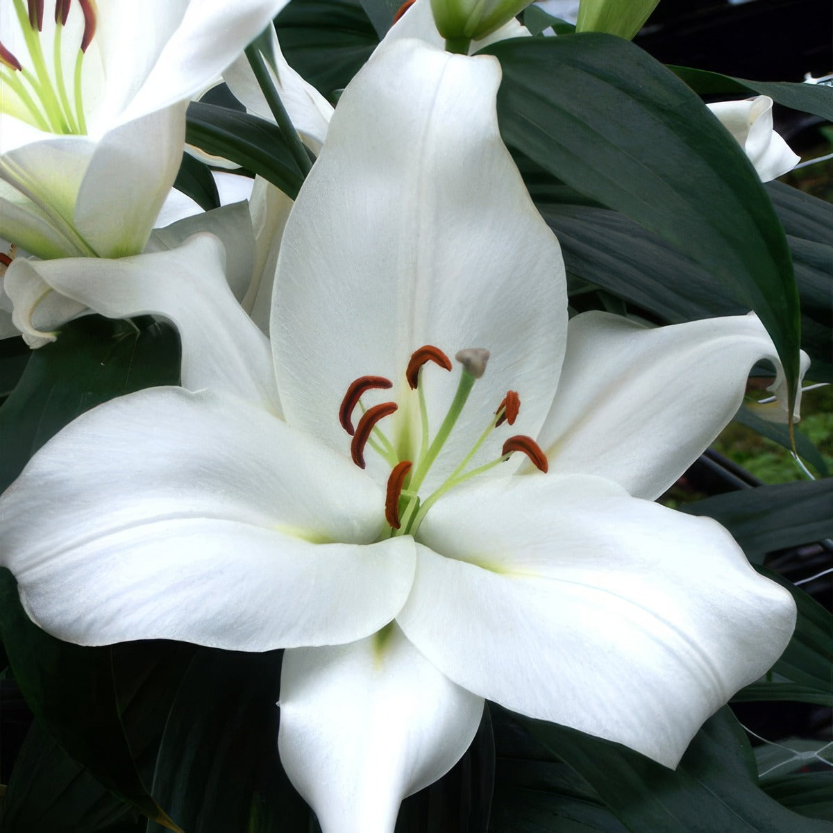 Lilium Zambezi Pklilzam - Garden Express Australia