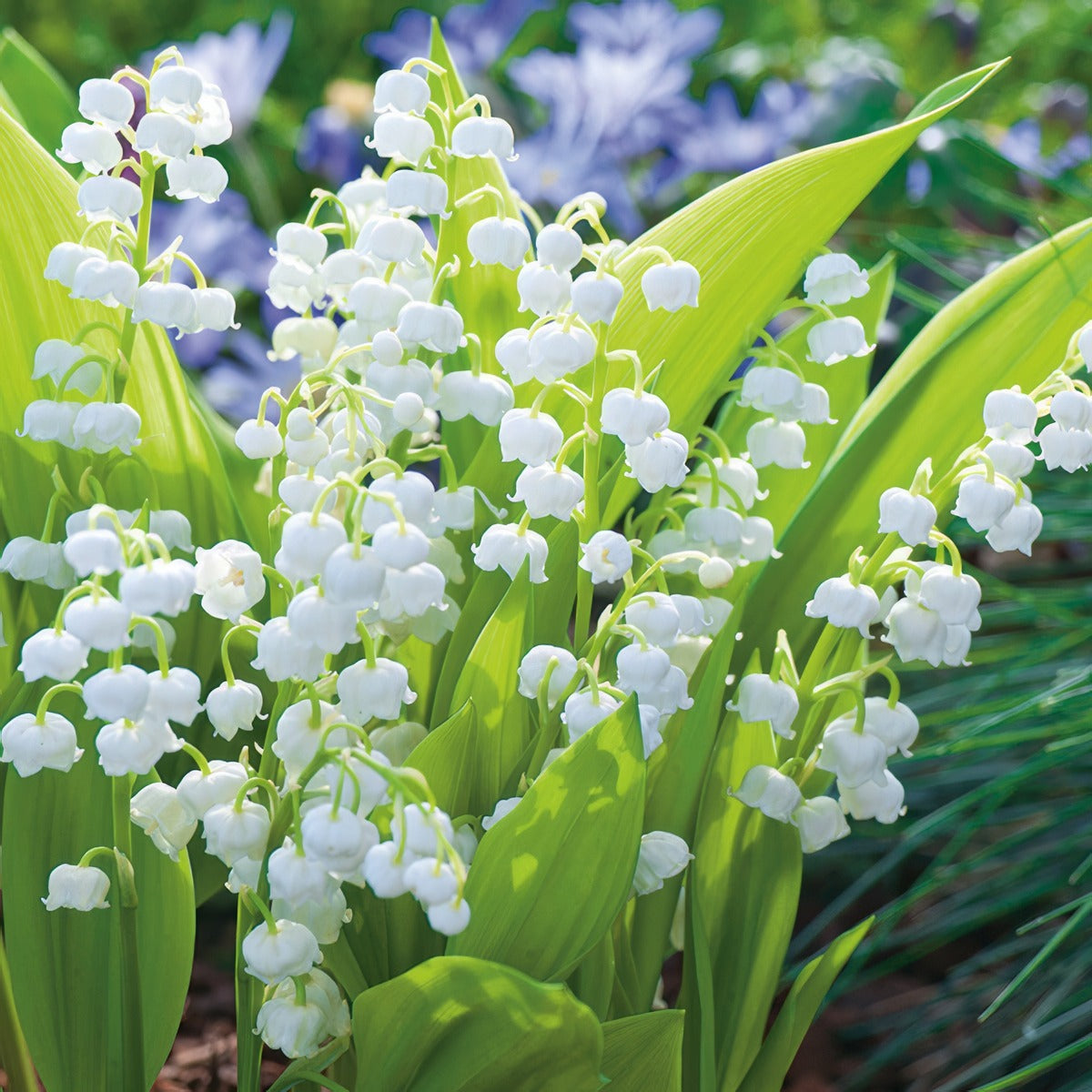 Lily Of The Valley White 2026 Pklilvwh - Garden Express Australia