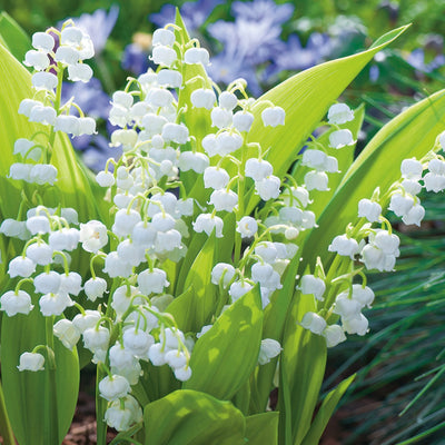 Lily Of The Valley White 2026 Pklilvwh - Garden Express Australia