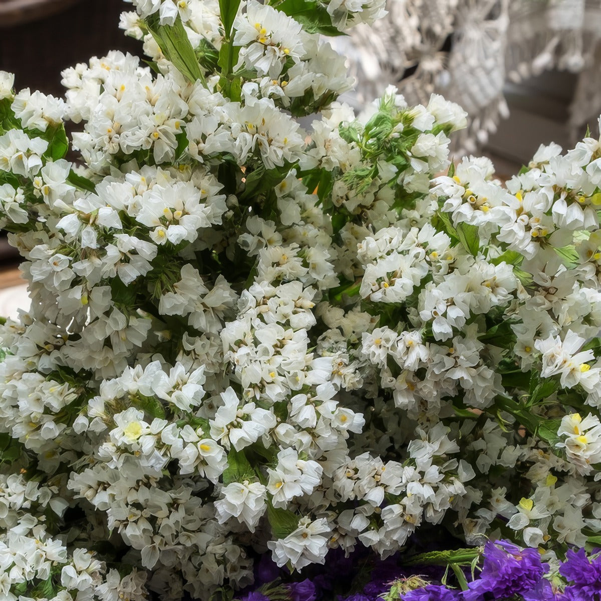 Sea Lavender White Star Pplslawst - Garden Express Australia