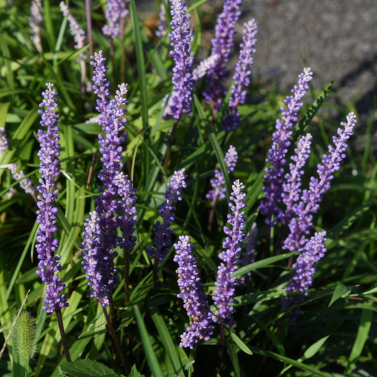 Liriope Muscari Lpolirmus - Garden Express Australia