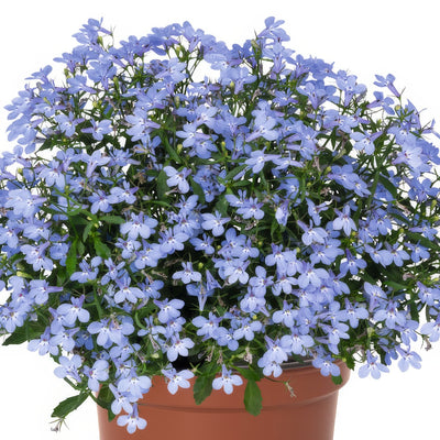 Lobelia Bella Aqua - Garden Express Australia