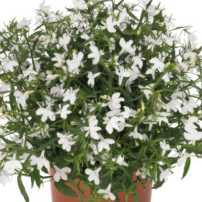 Lobelia Bella Bianca - Garden Express Australia