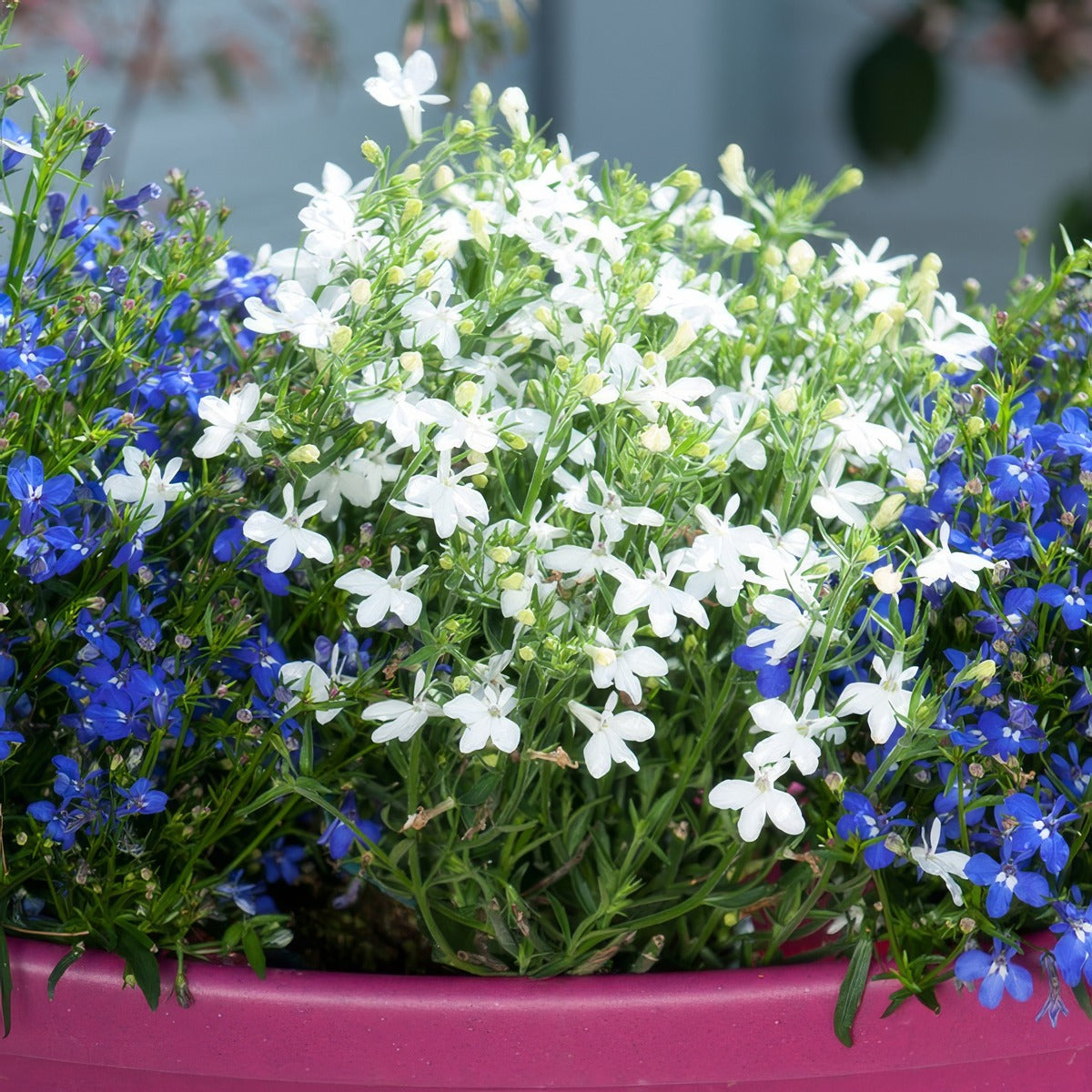 Lobelia Bella Bianca Lpllobbbi - Garden Express Australia