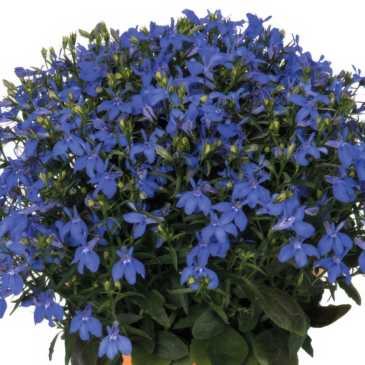Lobelia Bella Oceano 2 - Garden Express Australia