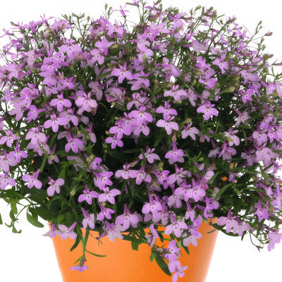 Lobelia Bella Rosa - Garden Express Australia