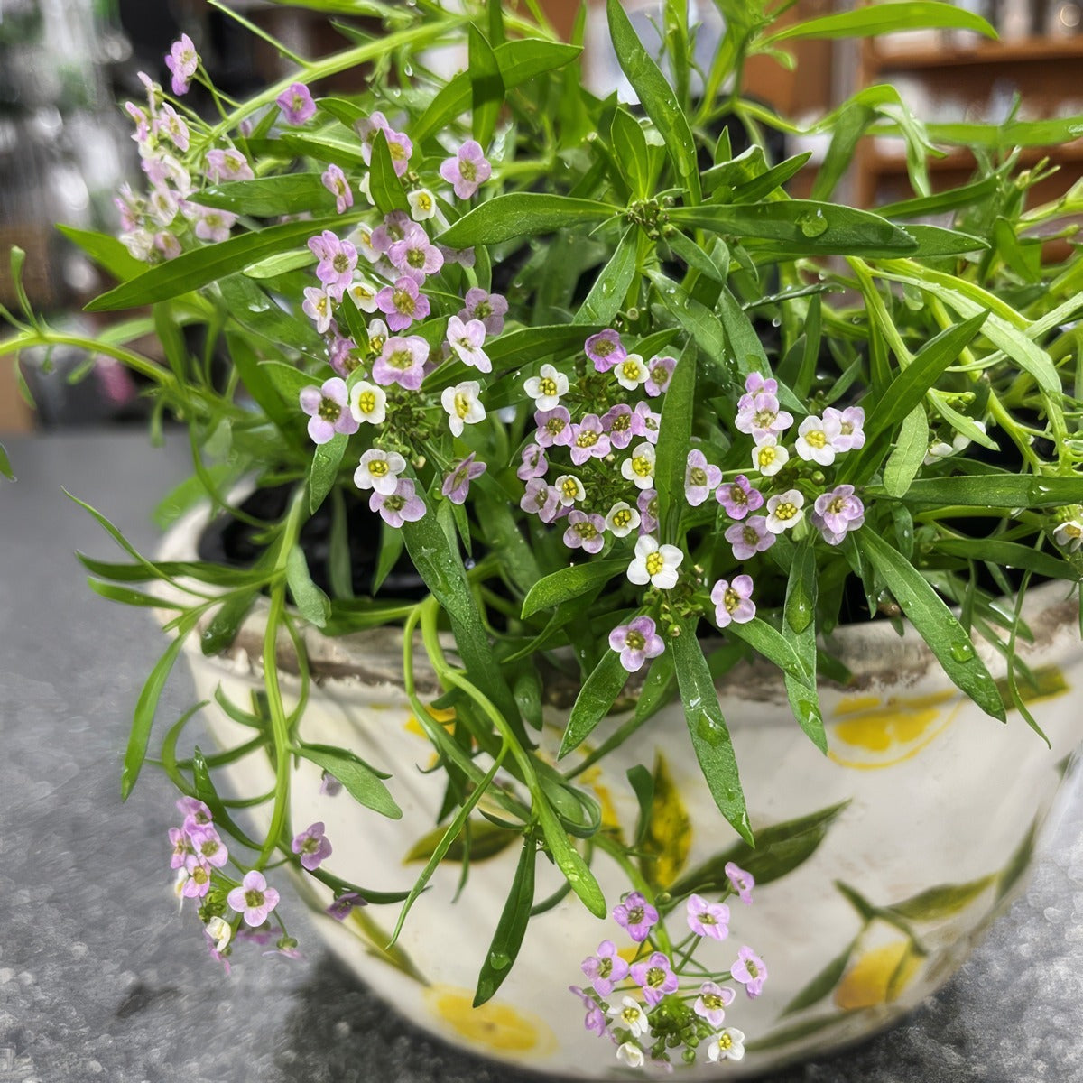 Lobularia Stream Lilac P68lobsli - Garden Express Australia