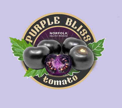 Tomato Purple Bliss