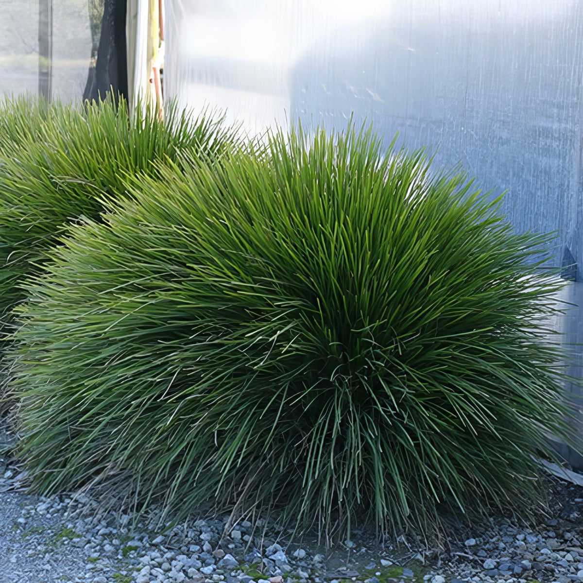 Lomandra Little Lime P10lomllm - Garden Express Australia