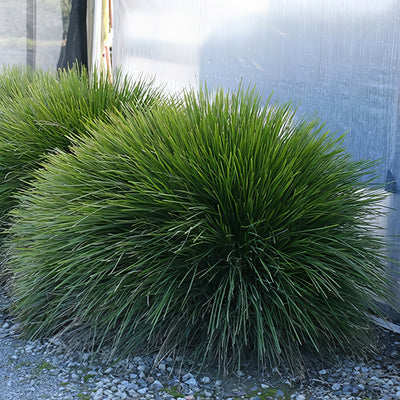 Lomandra Little Lime P10lomllm - Garden Express Australia