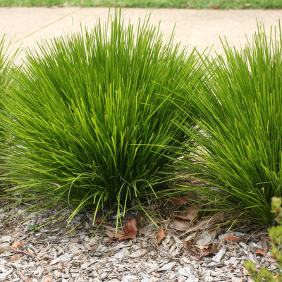 Lomandra Little Lime - Garden Express Australia
