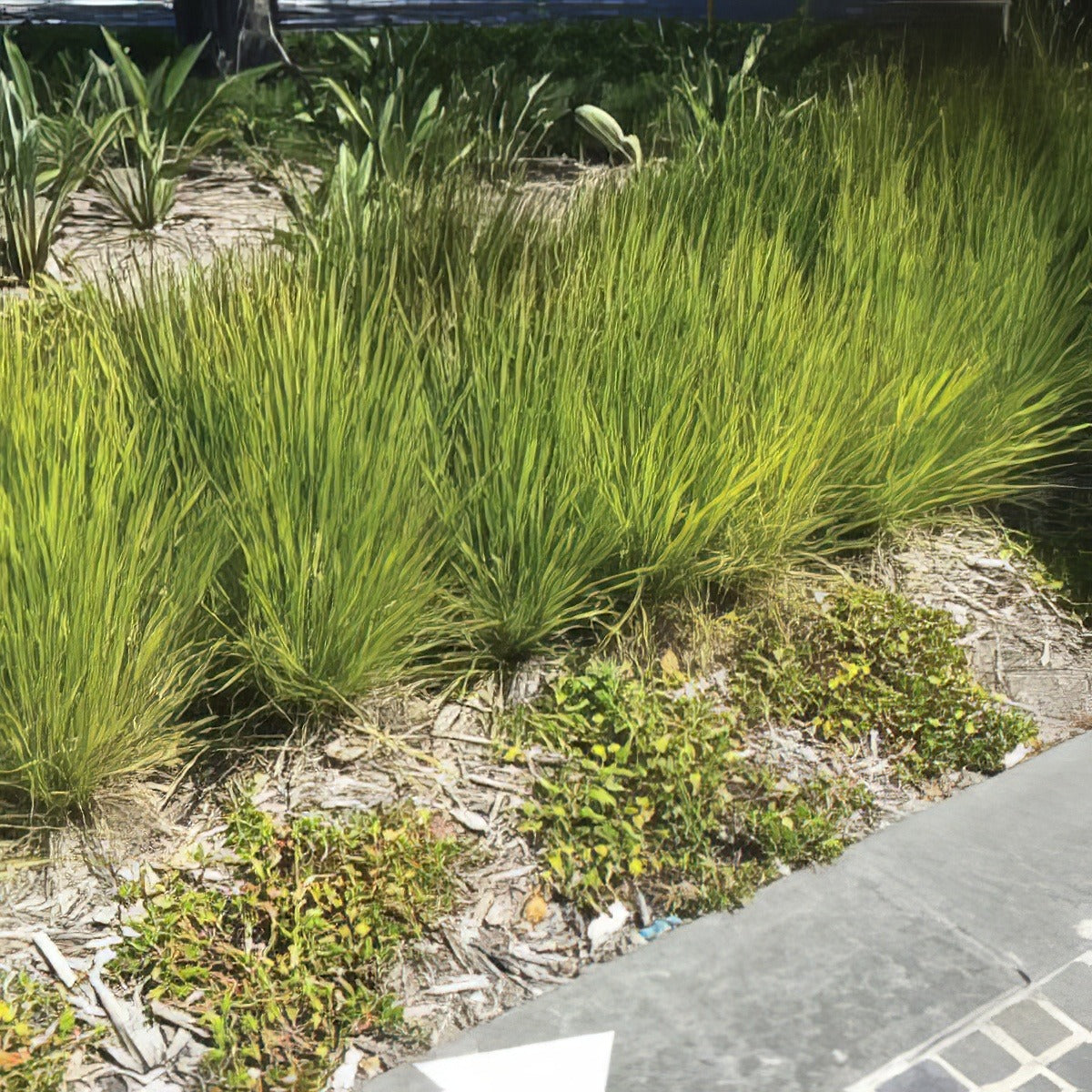 Lomandra Lime Tuff Lpolomltu - Garden Express Australia