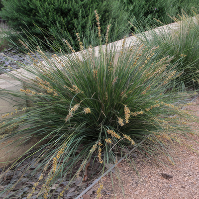 Lomandra Shara 1 - Garden Express Australia