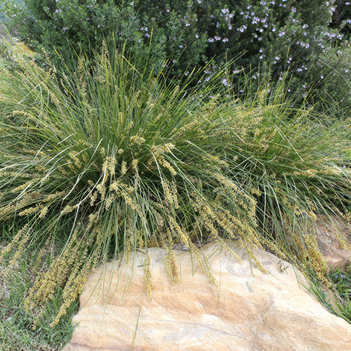 Lomandra Shara 2 - Garden Express Australia