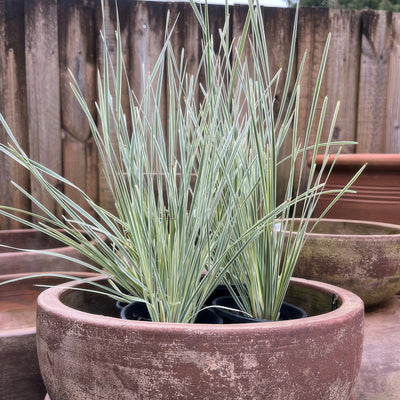 Lomandra White Sands 1 P10lomwsa - Garden Express Australia