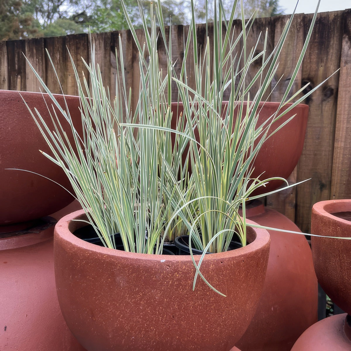 Lomandra White Sands P10lomwsa - Garden Express Australia