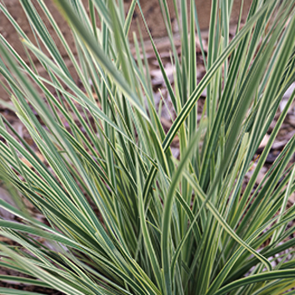 Lomandra White Sands - Garden Express Australia