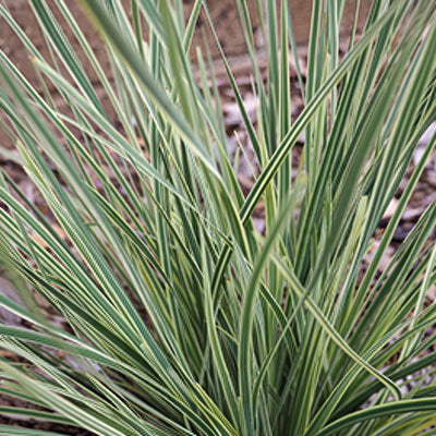 Lomandra White Sands - Garden Express Australia