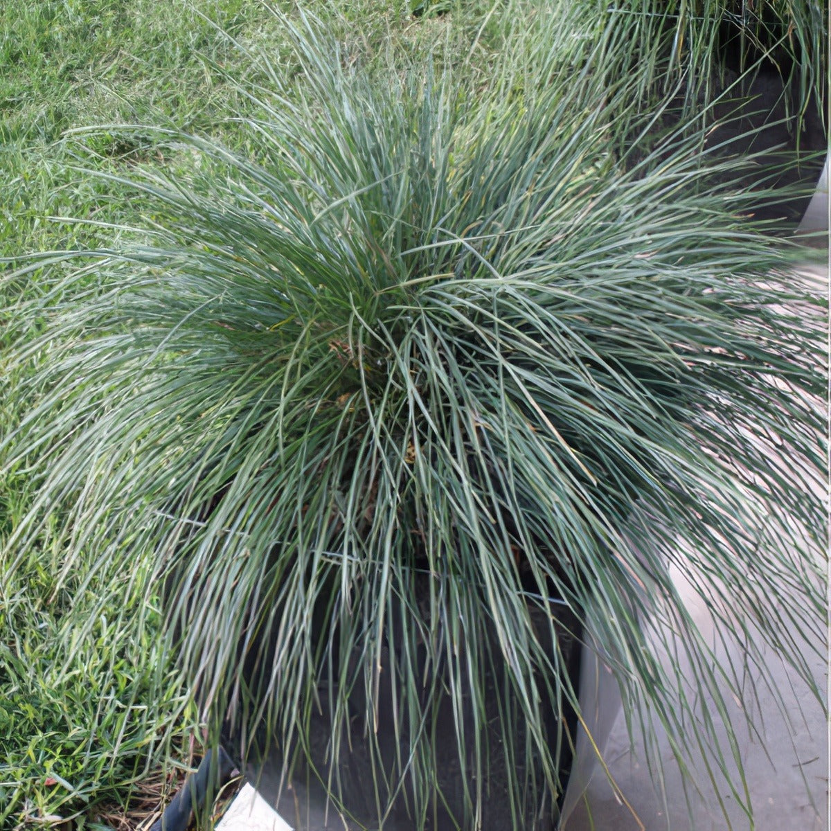 Lomandra Frosty Top Lpolomfto 17 1 - Garden Express Australia