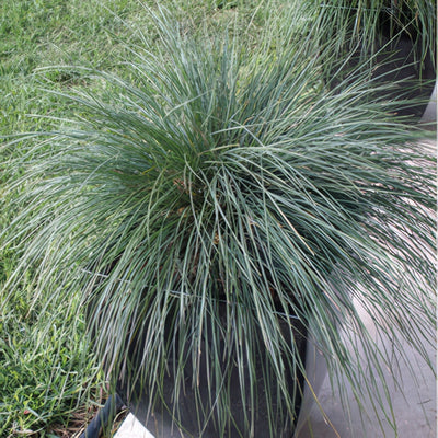 Lomandra Frosty Top Lpolomfto 17 1 - Garden Express Australia
