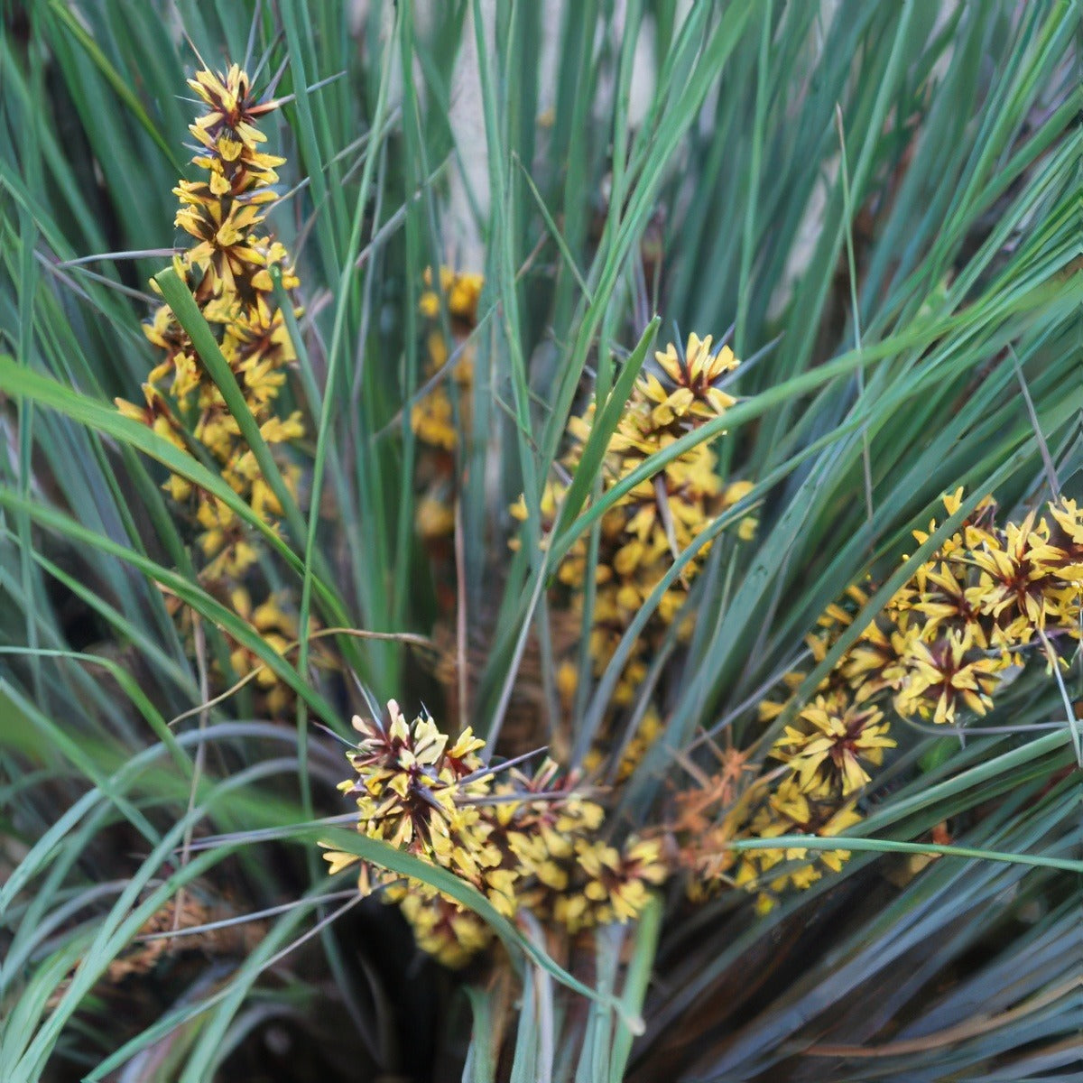 Lomandra Frosty Top Lpolomfto 18 - Garden Express Australia